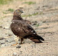 European Honey Buzzard