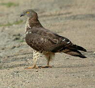 European Honey Buzzard