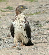 European Honey Buzzard