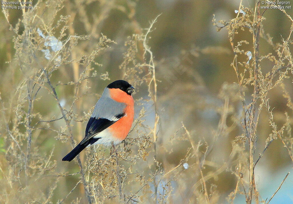 Eurasian Bullfinch male