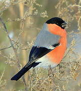 Eurasian Bullfinch