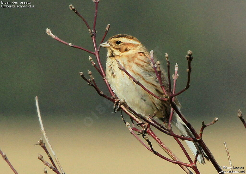 Bruant des roseaux femelle adulte