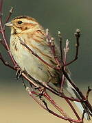 Common Reed Bunting