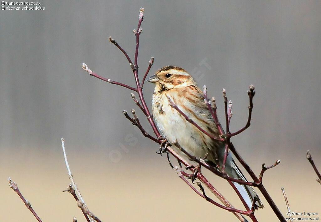 Common Reed Bunting