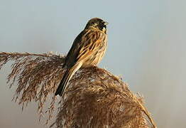 Common Reed Bunting