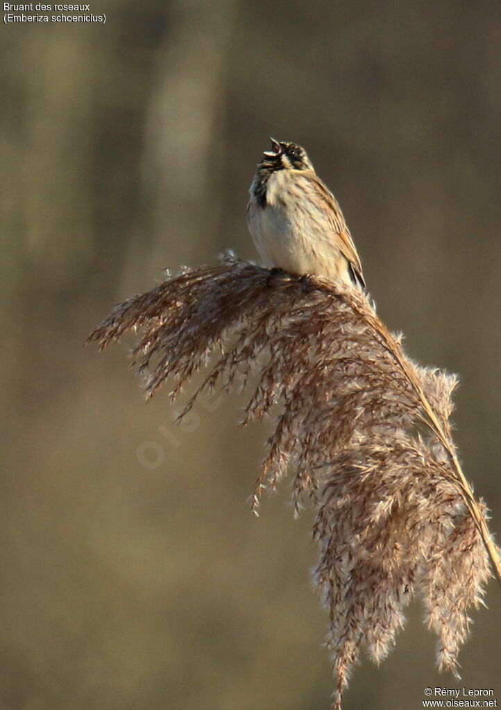 Common Reed Bunting male adult, song