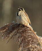 Common Reed Bunting