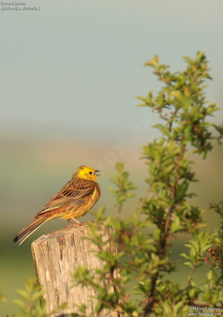 Bruant jaune mâle adulte nuptial