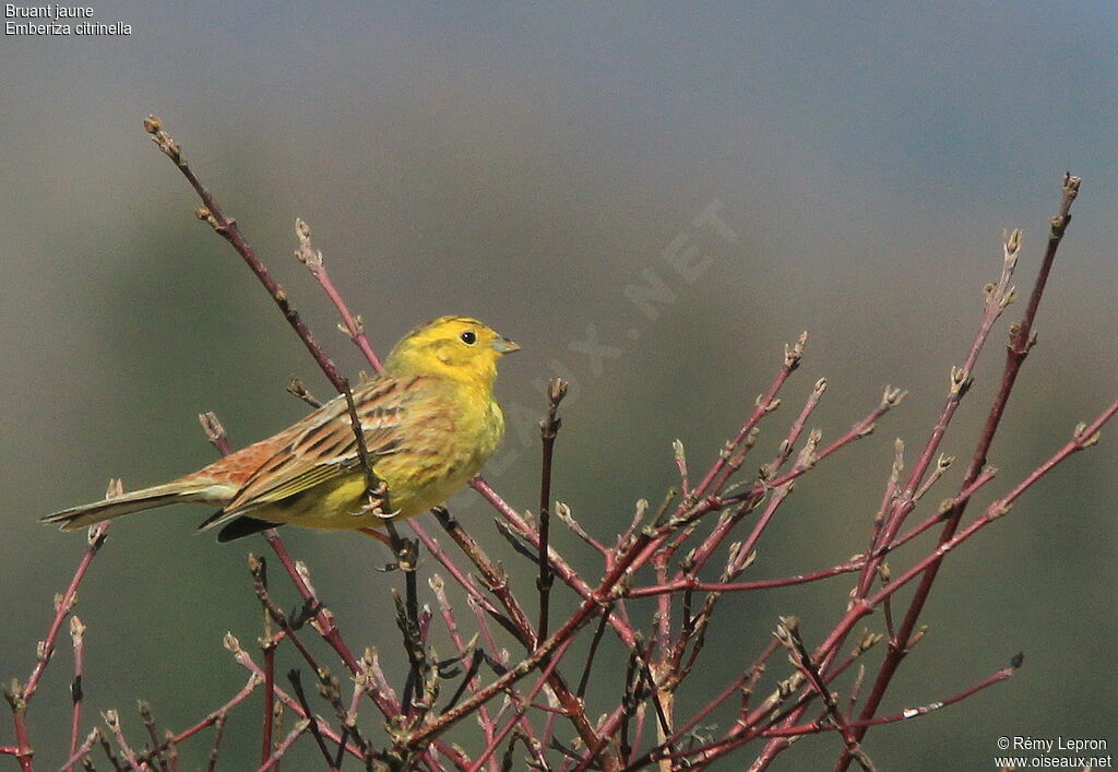 Yellowhammer male adult