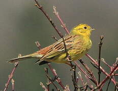 Yellowhammer