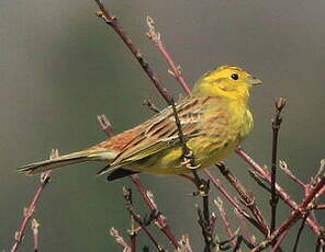 Bruant jaune