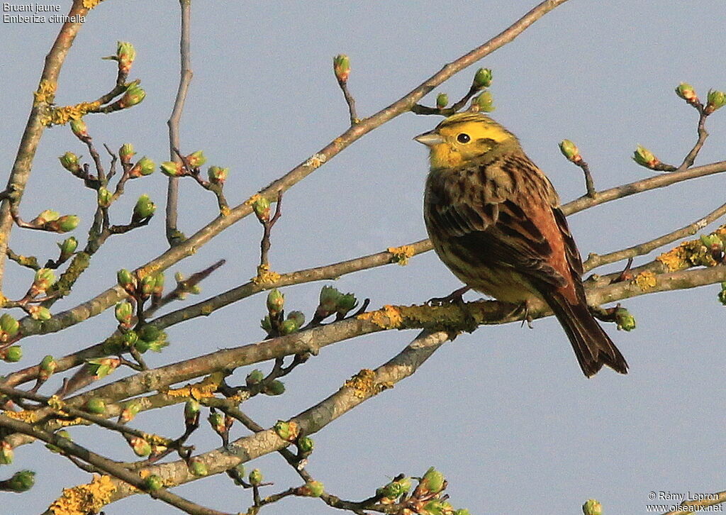 Bruant jaune mâle adulte