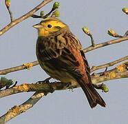 Yellowhammer