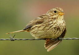 Corn Bunting