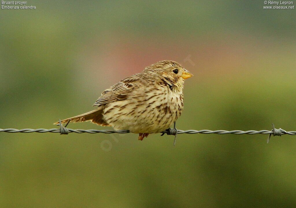 Corn Bunting male