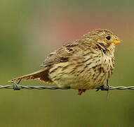 Corn Bunting