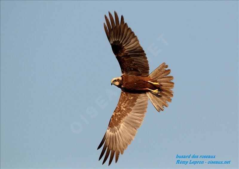 Western Marsh Harrier