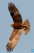 Western Marsh Harrier