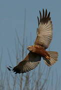 Western Marsh Harrier