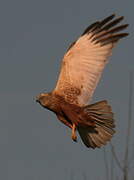 Western Marsh Harrier