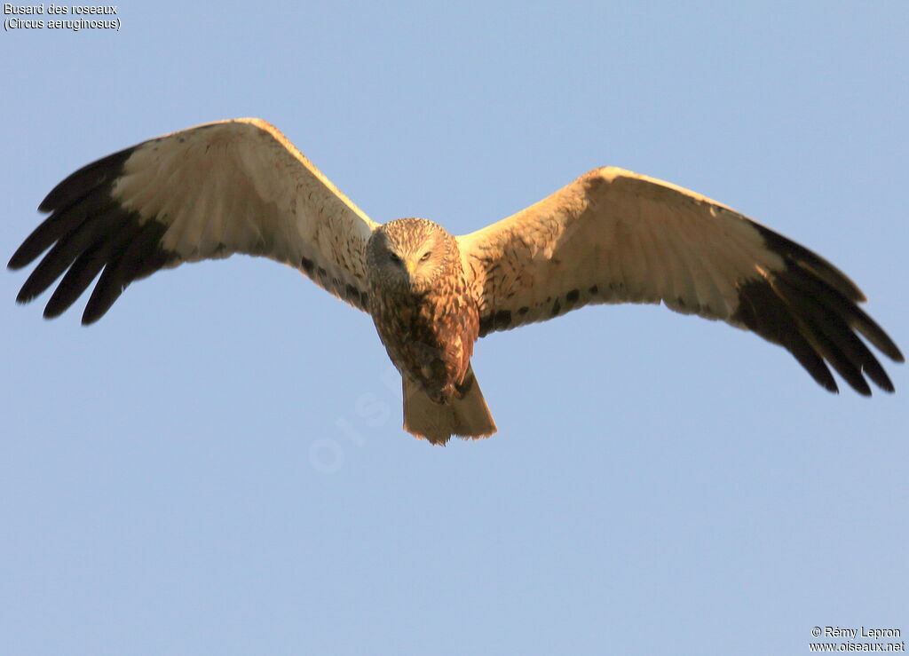 Western Marsh Harrier male adult, Flight