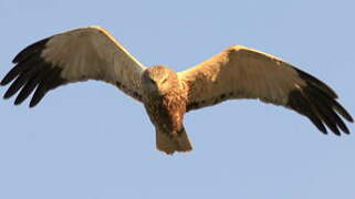 Western Marsh Harrier