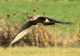 Hen Harrier