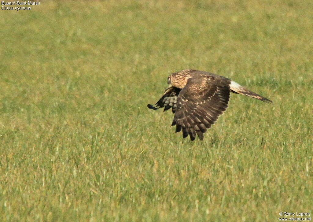 Hen Harrier male