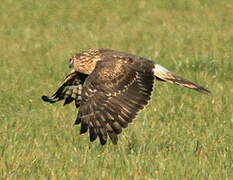 Hen Harrier