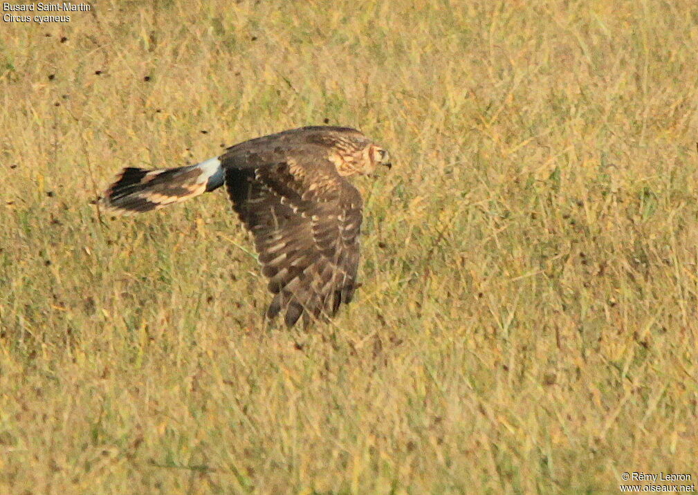 Hen Harrier female