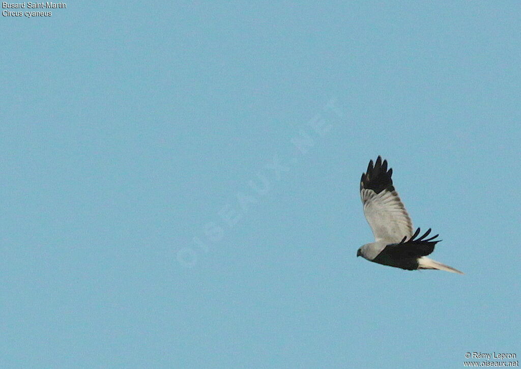 Hen Harrier male adult