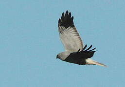 Hen Harrier