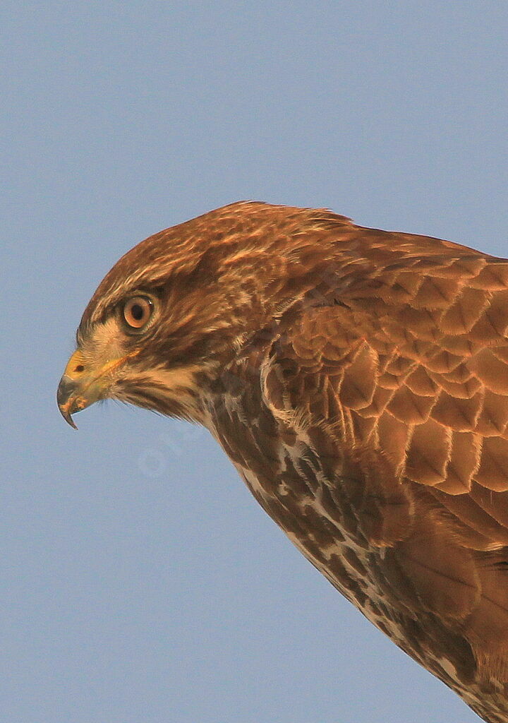 Common Buzzard