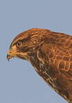 Buse variable