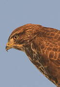 Common Buzzard