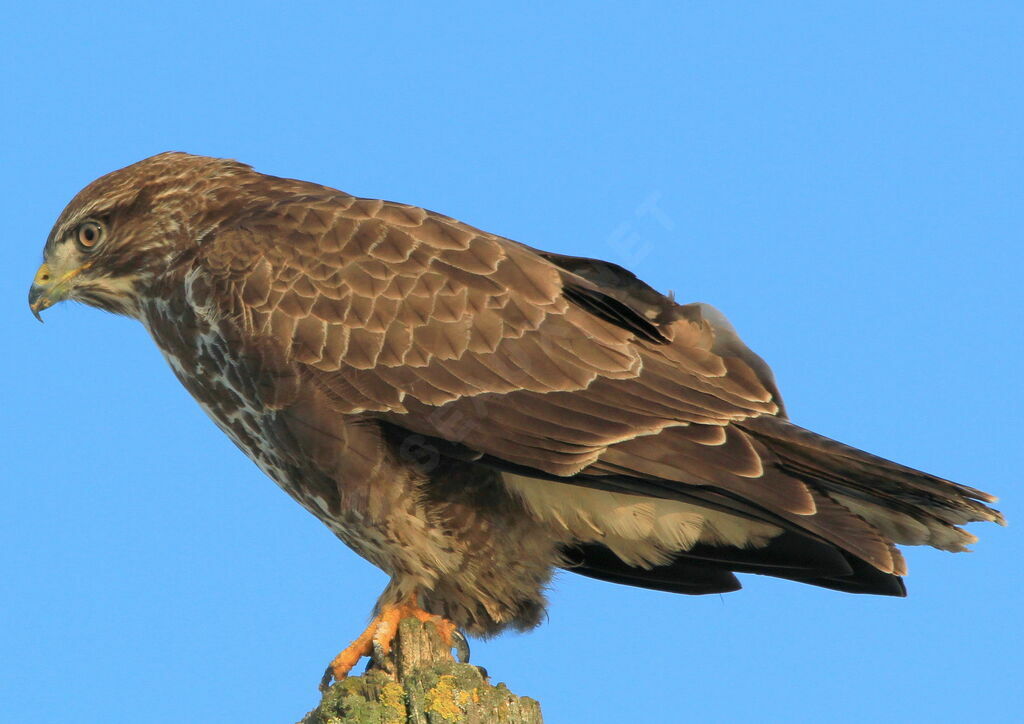 Common Buzzard