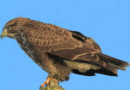 Common Buzzard