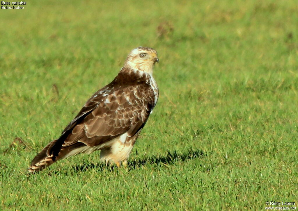 Buse variable