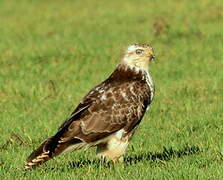 Common Buzzard