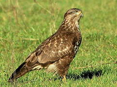 Common Buzzard