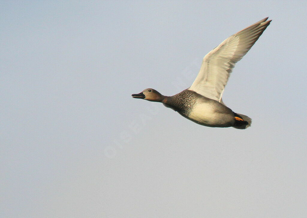 Canard chipeau