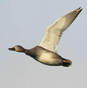 Gadwall