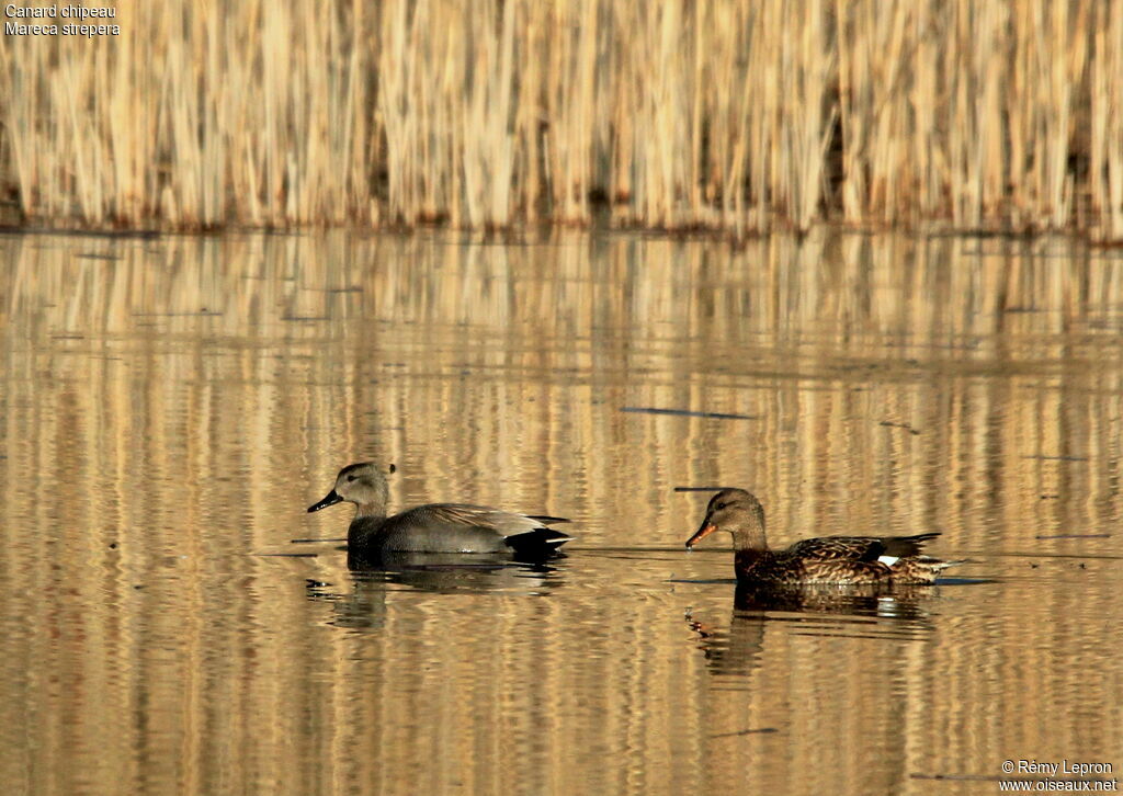 Gadwall 