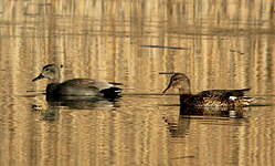 Canard chipeau