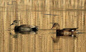 Gadwall