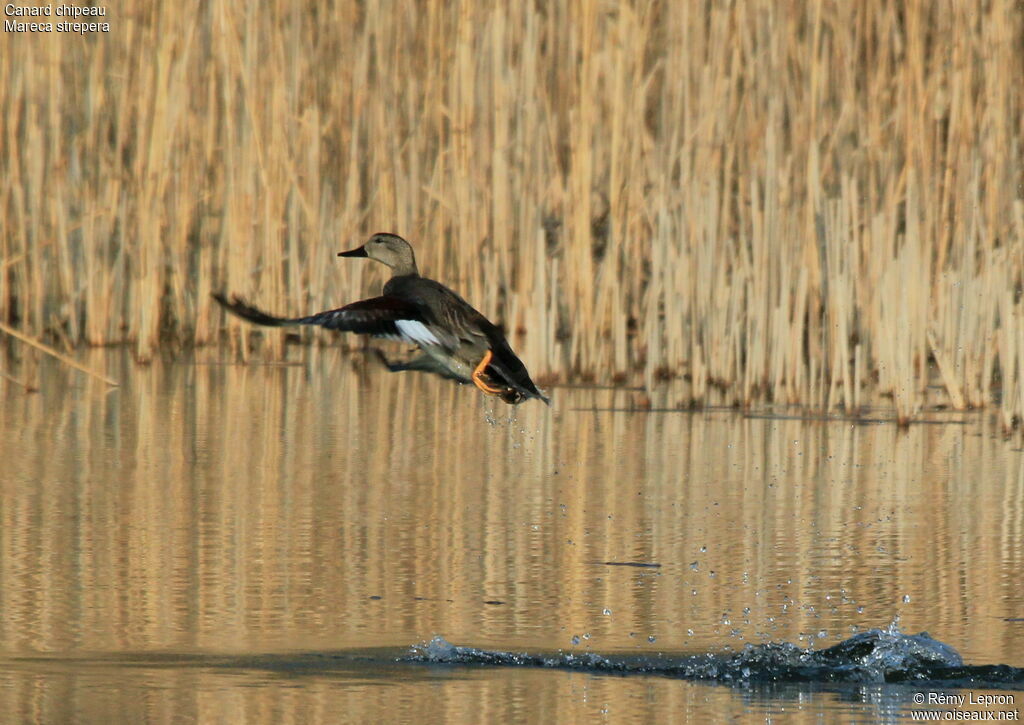 Canard chipeau mâle adulte