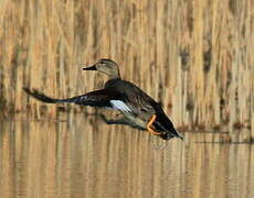 Gadwall