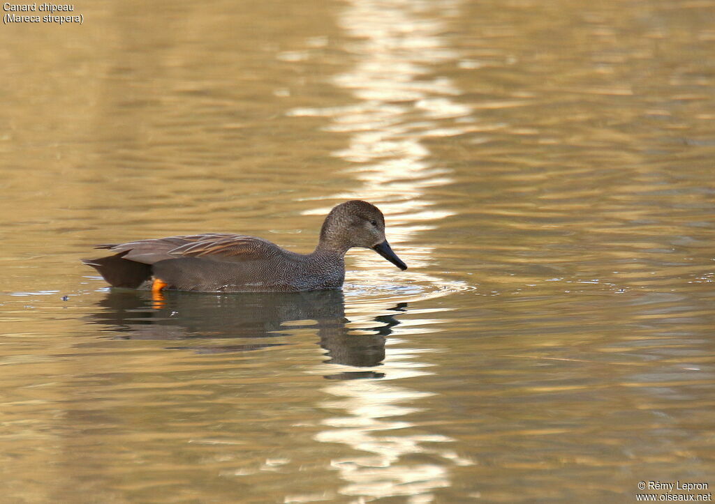 Canard chipeau mâle adulte