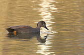 Canard chipeau