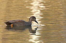 Gadwall